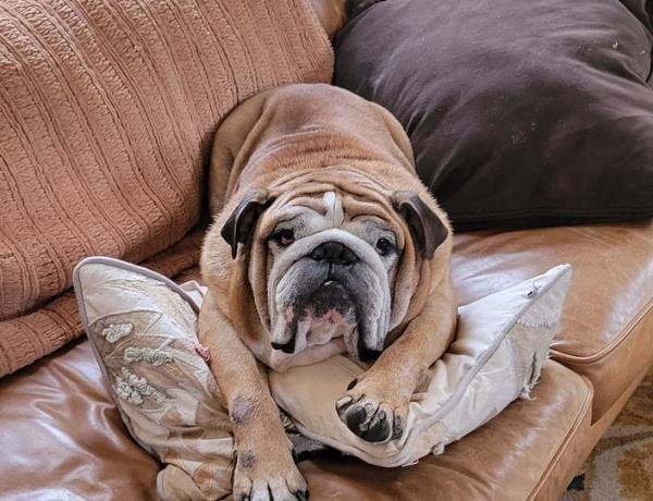 /Images/uploads/Long Island Bulldog Rescue/LIBR-2025-Calendar/entries/32343thumb.jpg